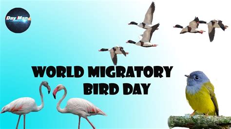 World Migratory Bird Day Speech Youtube