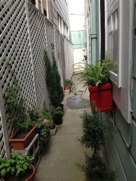 Podocarpus is underplanted with blue moor grass (sesleria caerulea) and black mondo grass (ophiopogon. Ideas on what to do to this narrow walkway?