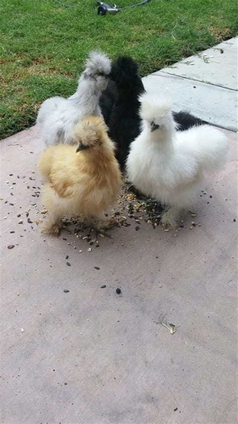 Silkie Sexing 3 Months Backyard Chickens Learn How To Raise Chickens