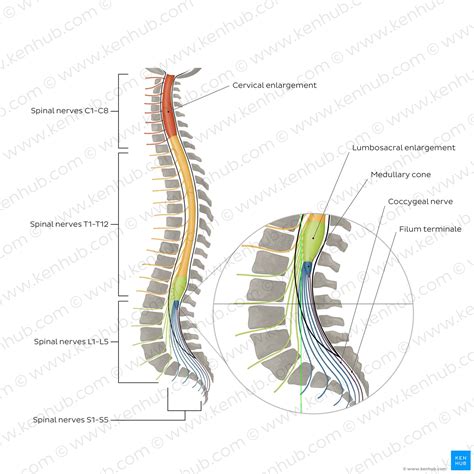 Vertebral Column Anatomy Vertebrae Joints And Ligaments Kenhub