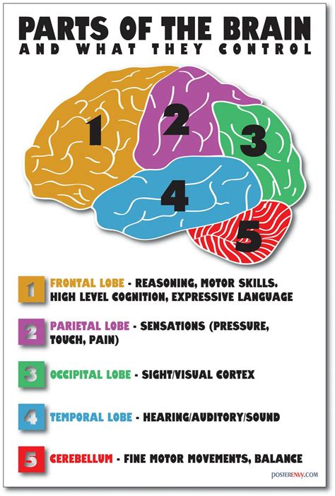 Basic Anatomy And Physiology Brain Anatomy Medical Anatomy Brain