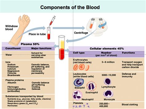 Blood is basically a type of a connective tissue which is found in the human body in fluid state. Anatomy & Physiology
