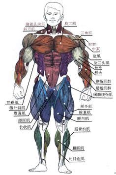 All movement in the body is controlled by muscles. Major muscles of the body, with their COMMON names and ...