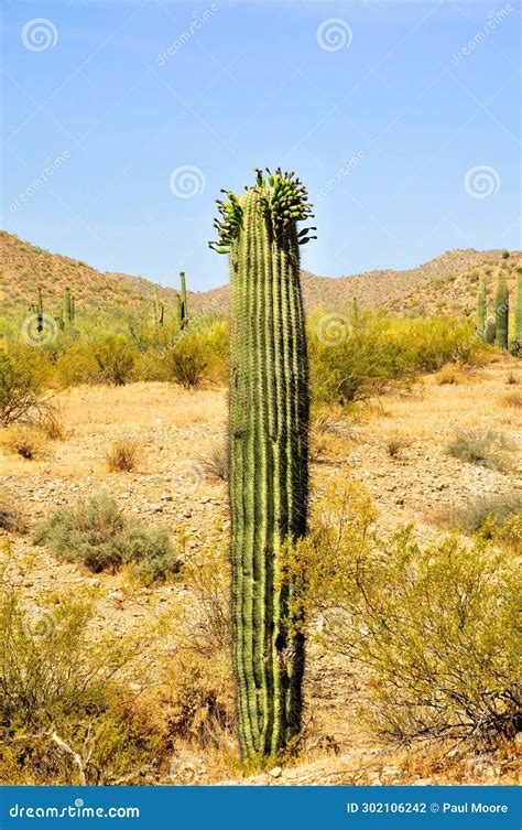 Young Saguaro Cactus Sonora Desert Arizona Stock Photo Image Of
