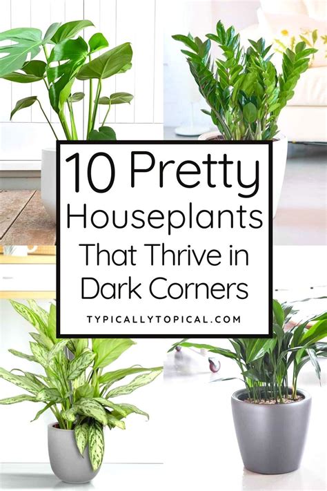 10 Of The Best Indoor Plants That Dont Need Sunlight Plant Care
