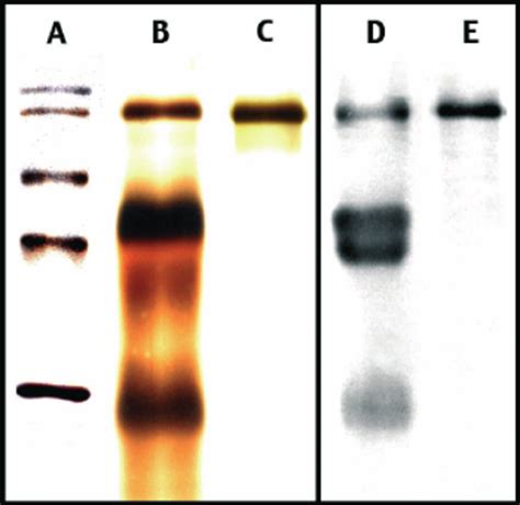 Purification Of The P95 On 12 SDS PAGE Silver Staining A B And C