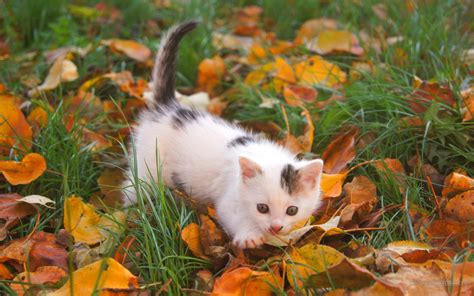 Cat Kitten Leaves Autumn Hd Wallpaper Animals Wallpaper Better