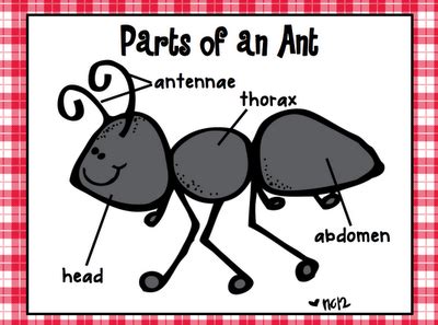 Human skeleton diagram with names lovely bones foot human anatomy. If I do ants again. | Insects preschool, Ants, Preschool ant