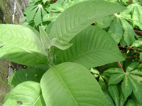This is a plant that must be grown in homes where there. Elumea = (Sambong) Blumea balsamifera | Treatment for ...