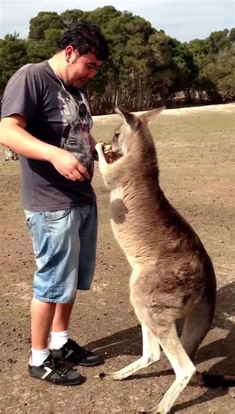 Kangaroo Kick Nutshot Jukin Licensing