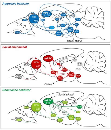 Frontiers Neuroanatomical Substrates Of Rodent Social Behavior The