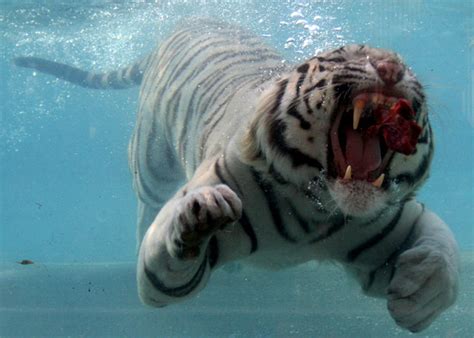 White Tiger Who Loves To Eat His Meal Underwater 2018