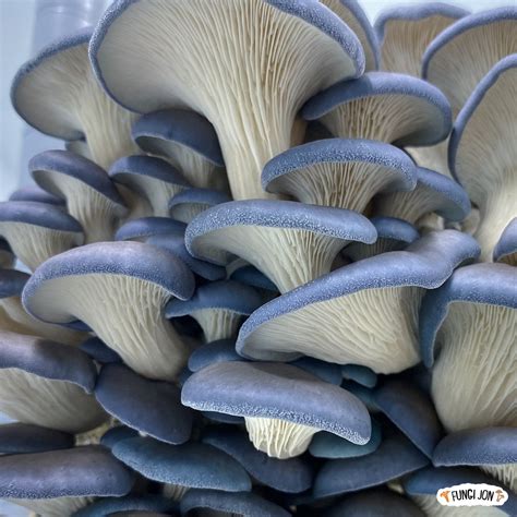 Blue Oyster Grow It Yourself Kit Fungi Jon