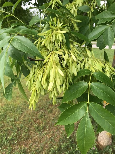 Fraxinus Chinensis Care Watering Fertilize Pruning Propagation
