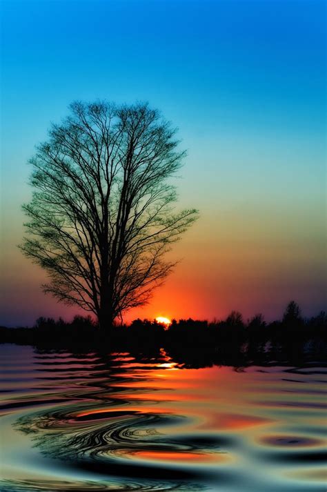 Halcyon Dreams A Dreamy Sunset Scene A Leafless Tree In March