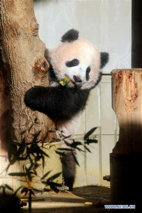Panda Cub Xiang Xiang Meets Public At Tokyo Zoo Xinhua Englishnewscn