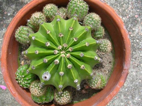 Echinopsis Eyriesii Características Y Cuidados Ciber Cactus
