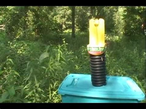 Japanese beetles start out as a white grub living in the soil. Japanese Beetle Trap - YouTube