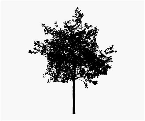 A Black And White Photo Of A Tree