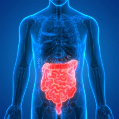 Human Digestive System Anatomy Large And Small Intestine Stock
