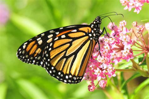 Monarch Butterfly Facts Pictures And Video Find Out About The Lifestyle