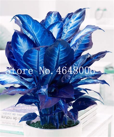 Dieffenbachia Bonsai 100 Pcs Indoor Home Money Tree Plant With