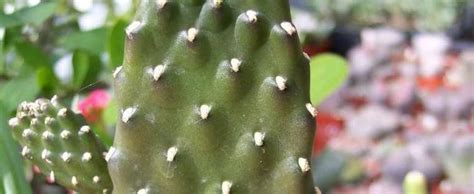 Since cacti are so straightforward i have developed a special area of expertise in their care: Road Kill Cactus Consolea rubescens