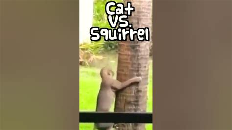 Cat Vs Squirrel Who Did It Better 🤣 Funny Animal Moment Shorts Youtube