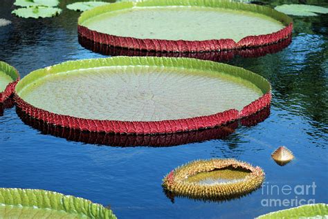 Giant Water Lily Pads Photograph By Eva Kaufman Fine Art America