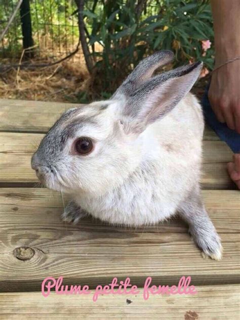 Adoption Des Lapins à La Spa De Marseille — Rabbits World