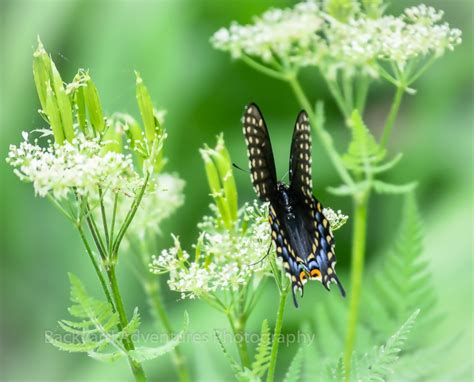 Eastern Black Swallowtail Butterfly Backyard Adventures Photography