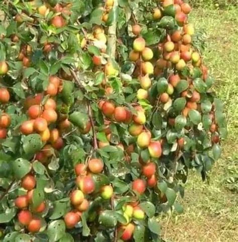 Fruit Plant Full Sun Exposure Kashmiri Red Apple Ber Plants For Fruits