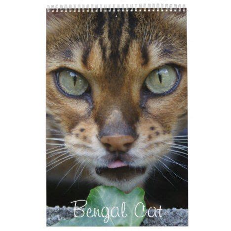 Food, type of litter, favorite toys, what to do, what to have, and so on. Beautiful Lovely Bengal Cats 2020 Calendar | Zazzle.com ...