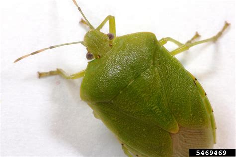 Green Stink Bug Chinavia Hilaris