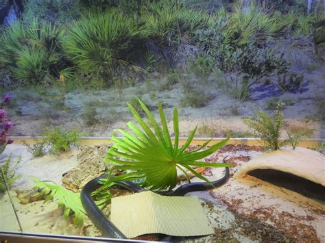 Discovery Center Uplands Eastern Indigo Snake Exhibit Zoochat