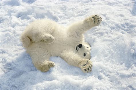 Polar Bear Cub Playing In Snow Alaska Photograph By Mark Newman Fine
