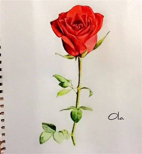 Rose Drawing Red Rose Sketch Colora Flower Painting Red