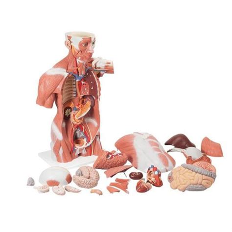 We did not find results for: With torso muscles, natural size, 27 parties - Musculature ...