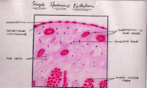 Histology Image Membranous Epithelium