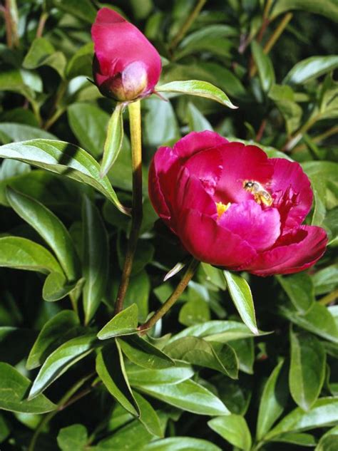 How To Grow And Divide Peonies Hgtv