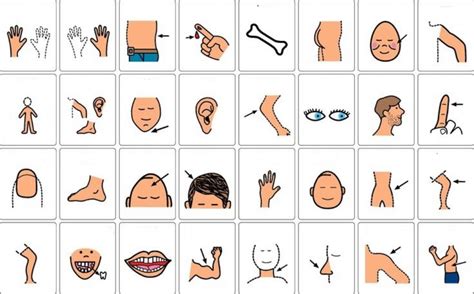 Hello, readers today we are going to publish 90 human body parts name in english and hindi and with pictures can help you to understand and. Các cách dạy bộ phận cơ thể cho bé ở trường mầm non ...
