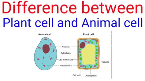 Difference Between Plant Cell And Animal Cell Youtube