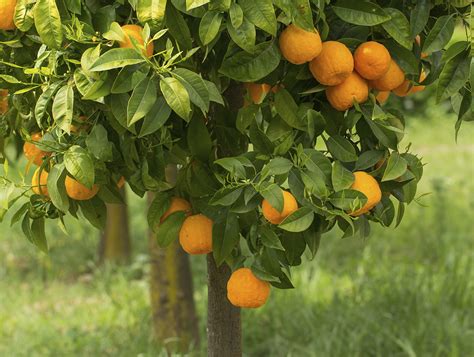 Moving Citrus Trees Growing Guides Daltons