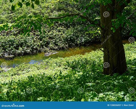 Small Beautiful Brook Stream In A Forest Stock Image Image Of Flow