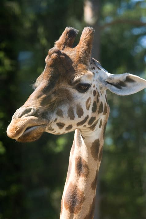 Gratis bilder på giraff - Exotiska