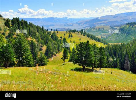 Blacktail Plateau In Yellowstone National Park Wyoming In Summer Stock
