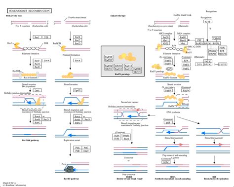 Kegg Pathway Homologous Recombination Reference Pathway