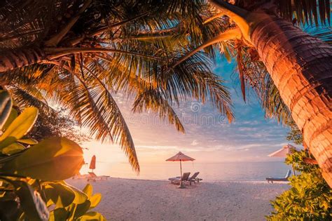 Tranquil Beach Scene Exotic Tropical Beach Landscape For