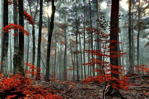 Red Forest Trees Autumn Fog Morning Wallpaper 2048x1365