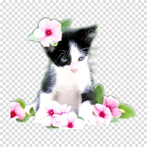 Cat Kitten Felidae Puppy Cuteness Kitten Transparent Background Png